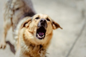 Aggressive Dog Barking To Attack