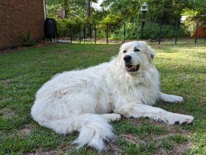 large white dog in yard